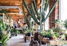 Birdsall & Co. Houseplant Parenting Advice