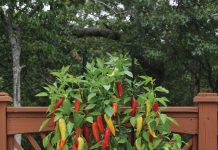 Growing Fresh Produce on Your Patio Pamela Crawford | Green Thumb | Home & Garden Colorado Magazine