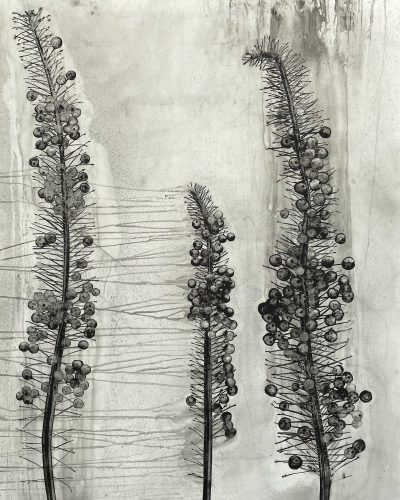 Foxtail Lilly, Sumi ink, charcoal on Mylar on panel.