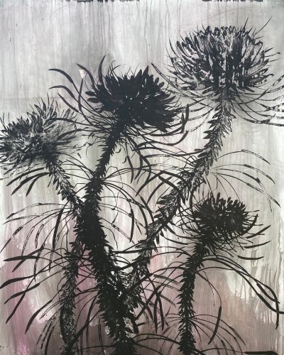 Cleome, Sumi ink, charcoal and pastel on Mylar on panel.