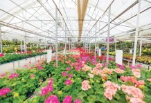 Resilient Gardening in Colorado Flowers inside Tagawa Gardens.