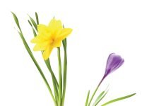 How to Plant Fall Bulbs for a Colorful Spring Flowering bulbs.