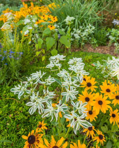 Close up shot of flowers at the Denver Botanic Gardens.