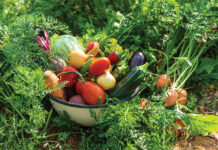 Colorado Vegetable Gardening Tips from City Floral Vegetable basket sits in a garden.