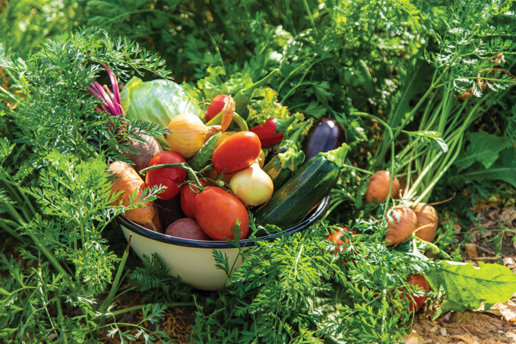 Vegetable basket sits in a garden.